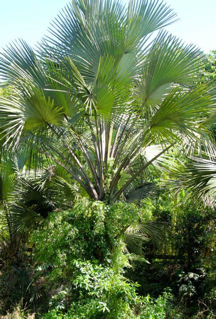 Amazing Buri Palms .